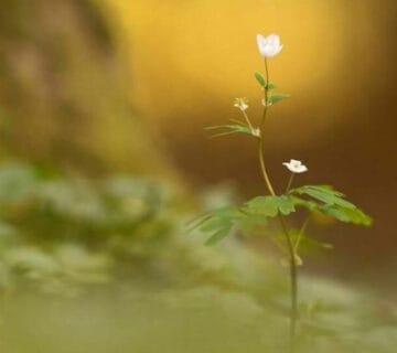 زمان رسیدن به خواسته ها با قوانین الهی